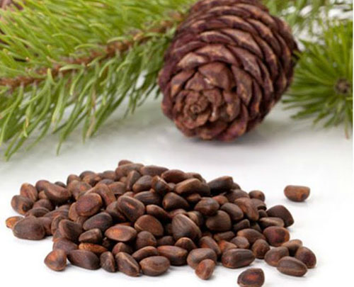 Pine Nuts 