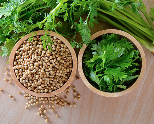 Coriander